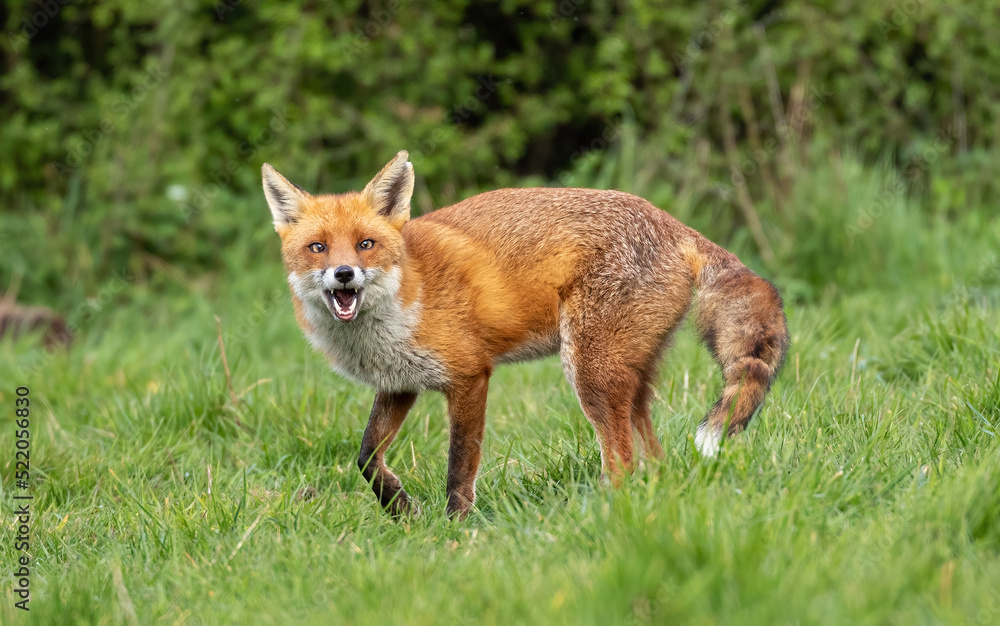 Fototapeta premium Red Fox