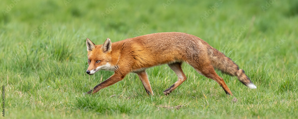 Red Fox Red Fox