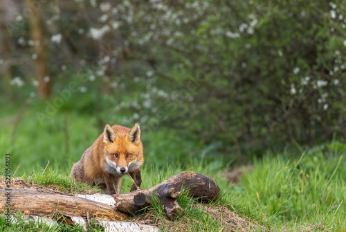 Fototapeta Naklejka Na Ścianę i Meble -  Red Fox