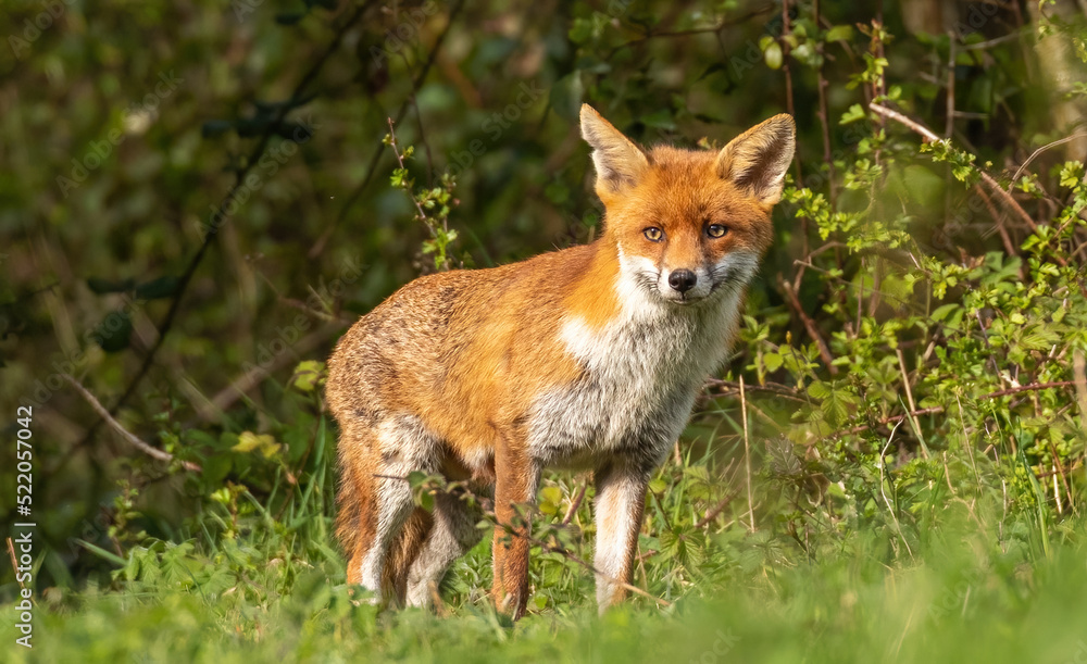Red Fox Red Fox
