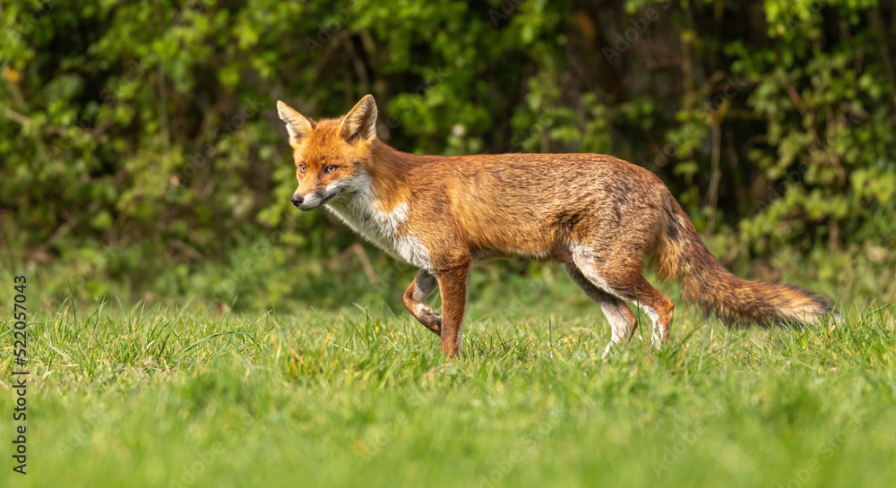 Red Fox Red Fox