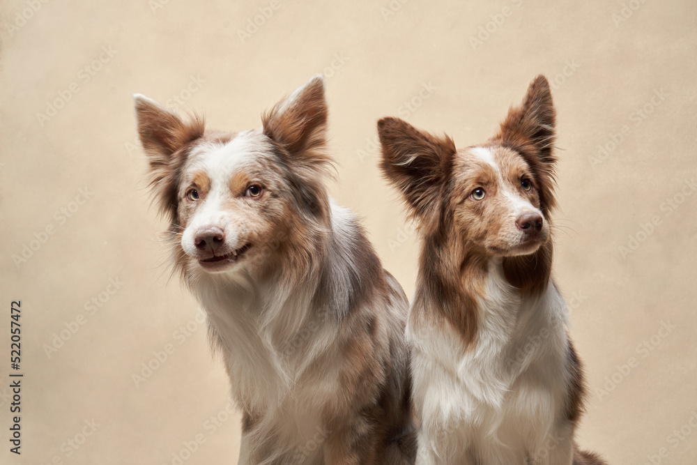 two dogs together. happy border collies on beige background. Love, relationship, funny 