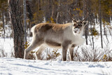 Reindeer in Sweden