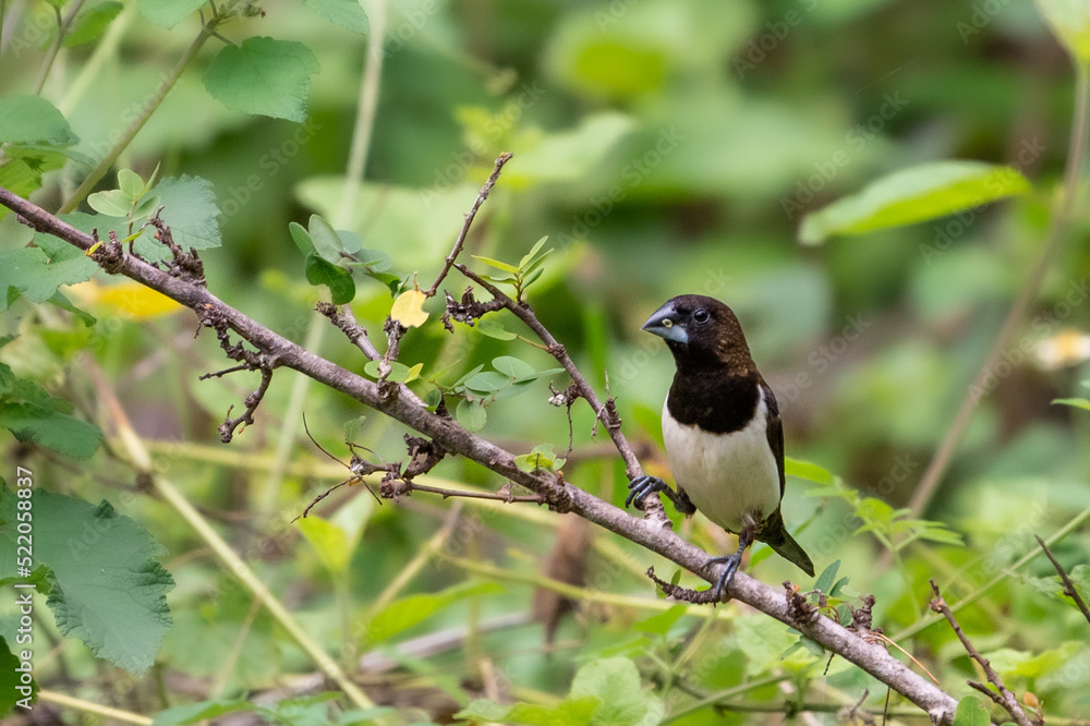Fototapeta premium white-rumped munia (Lonchura striata)