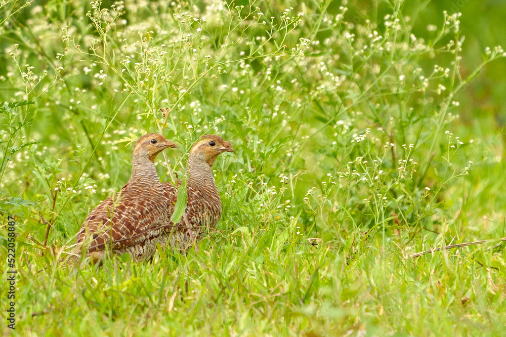 grey francolin (Ortygornis pondicerianus) pair in the bush grey francolin (Ortygornis pondicerianus) pair in the bush