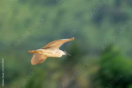 black-crowned night heron (Nycticorax nycticorax) photo