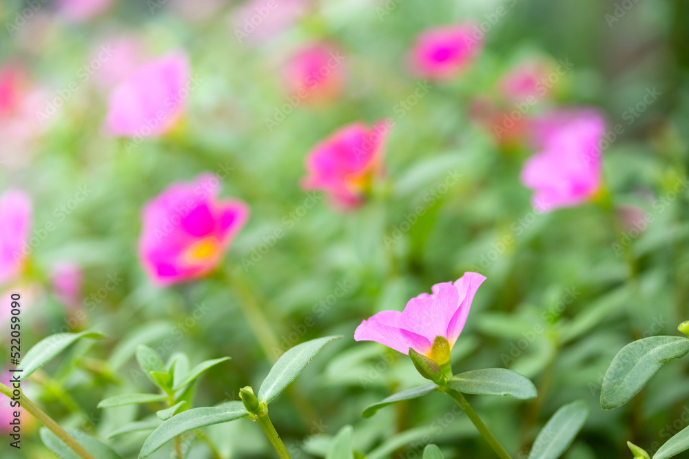 春から秋まで、可愛い花を咲かせるポーチュラカ（ハナスベリヒユ）