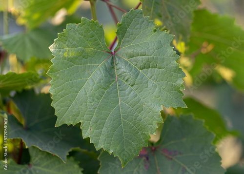 green grape vine leaf on blur natural background