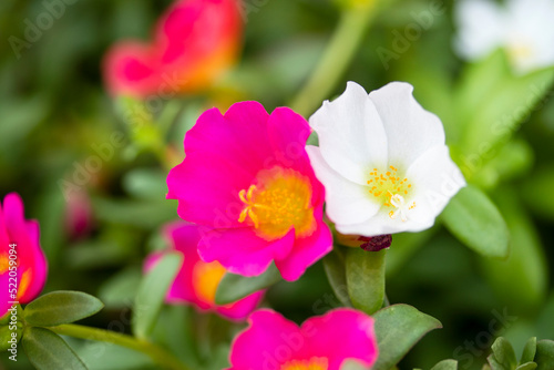 春から秋まで、可愛い花を咲かせるポーチュラカ（ハナスベリヒユ） photo