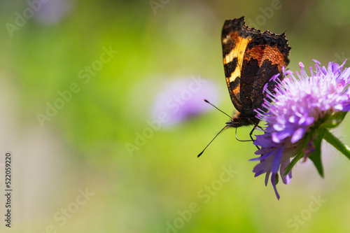 Small tortoiseshell butterfly (Aglais urticae) on field scabious (Knautia arvensis) flower. photo