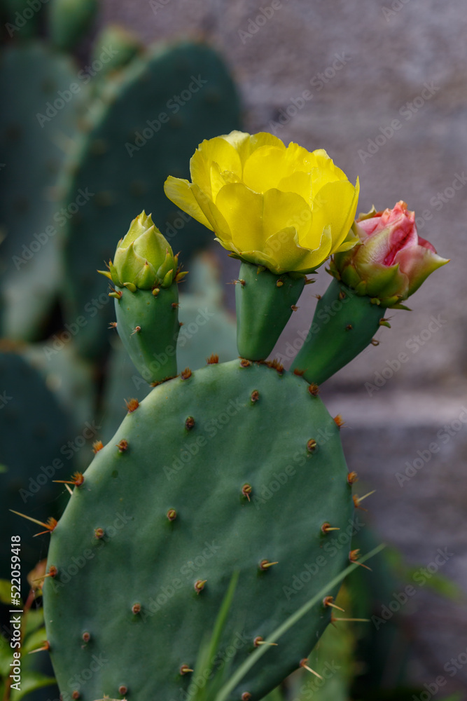 Opuntia or Prickly pear ( lat. Opuntia ) is a genus of plants of the Cactus family