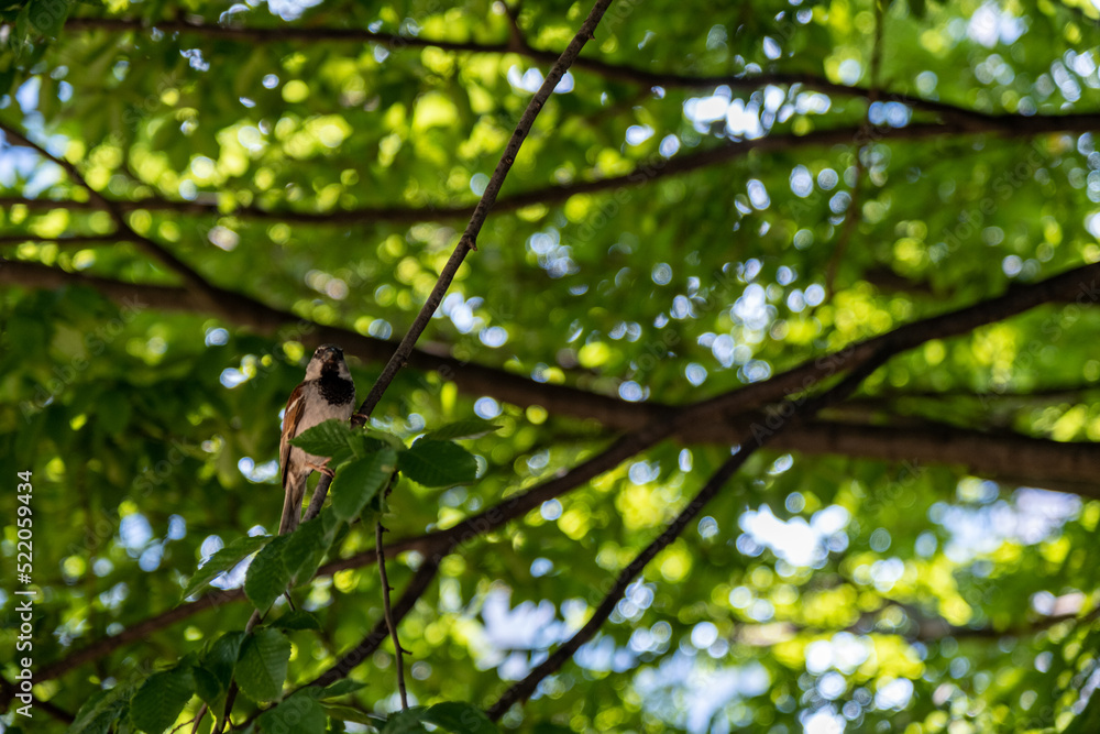 Fototapeta premium leaves on a tree