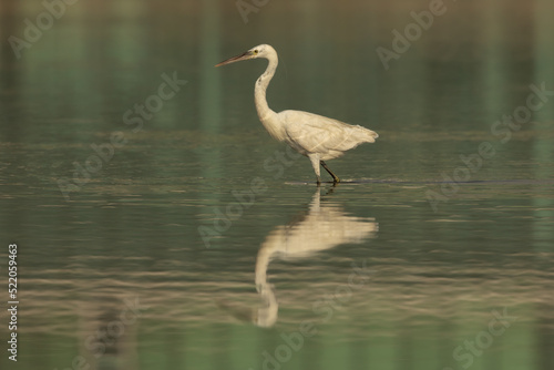 Little egret in water with reflection, Ma'amer Bahrain