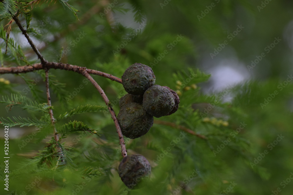 Bald Cypress Cones