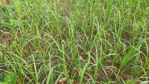 Eleusine coracana or finger millet plants. It is called Ragi and madua in India and Kodo in Nepal. It  is an annual herbaceous plant. Its widely grown as a cereal crop in the in Africa and Asia. photo