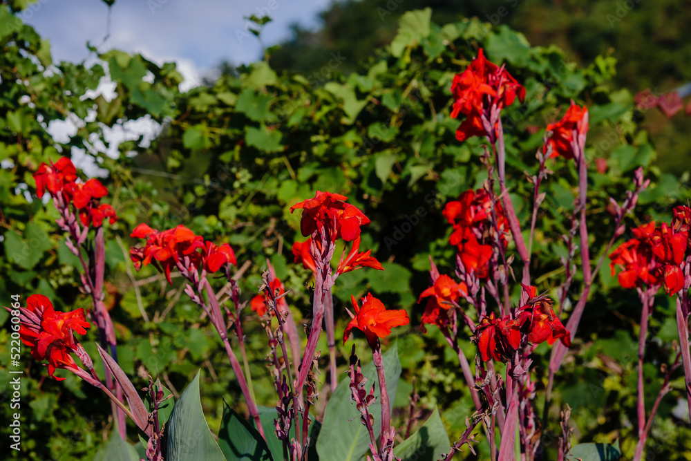 Canna ( lat. Canna ) is the only genus of plants of the monotypic family Cannaceae Canna ( lat. Canna ) is the only genus of plants of the monotypic family Cannaceae