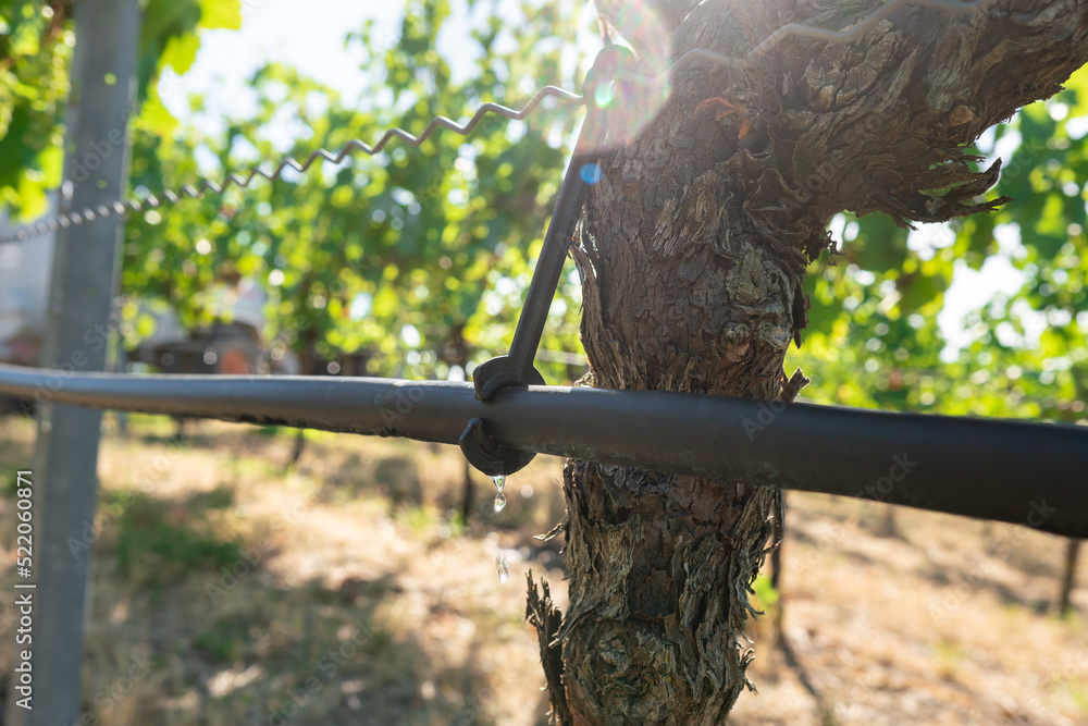 Bewässerungsschlauch am Rebstock im Weinbau Bewässerungsschlauch am Rebstock im Weinbau