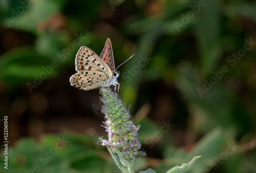 Wallpaper Mural colorful little butterflies continue their generations in parks in the city Torontodigital.ca