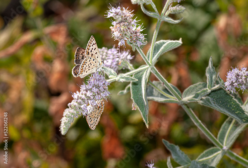 colorful little butterflies continue their generations in parks in the city photo