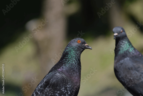 2 pigeons close up. Realistic illustration