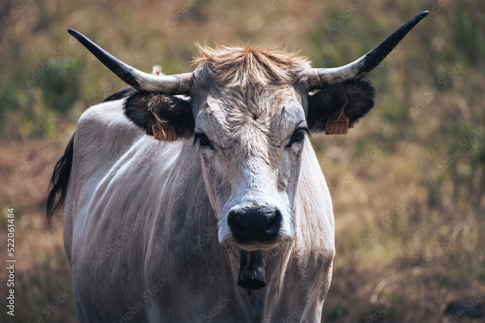 White cow with horns looking straight ahead with an identifying sign on its ears with the number 2777 on it with selective focus White cow with horns looking straight ahead with an identifying sign on its ears with the number 2777 on it with selective focus
