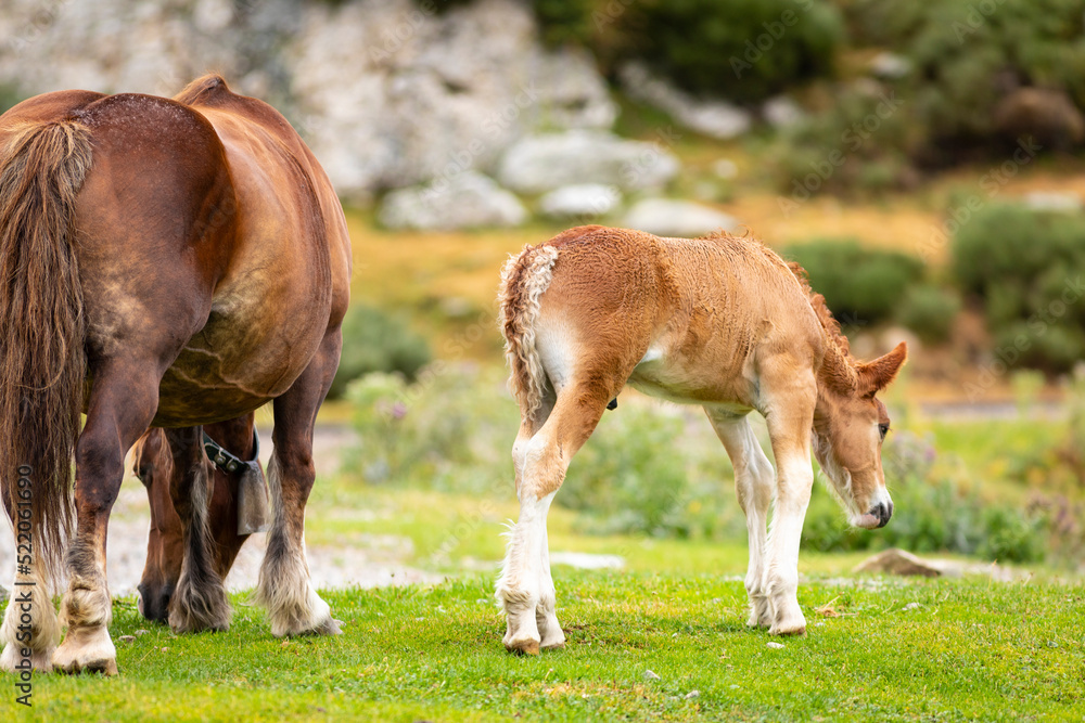 Potro de raza Caballo Pirenaico Catalán (Cavall Pirienc Català) al lado de su madre (yegua) en un prado de los Pirineos Potro de raza Caballo Pirenaico Catalán (Cavall Pirienc Català) al lado de su madre (yegua) en un prado de los Pirineos