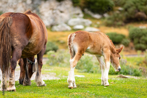 Potro de raza Caballo Pirenaico Catal  n  Cavall Pirienc Catal    al lado de su madre  yegua  en un prado de los Pirineos
