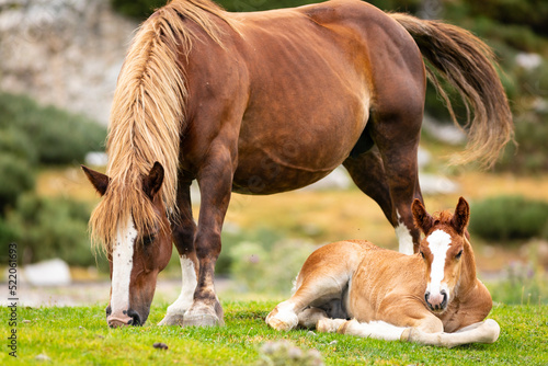Potro de raza Caballo Pirenaico Catalán (Cavall Pirienc Català) tumbado en un prado al lado de su madre (yegua). Pirineos. photo