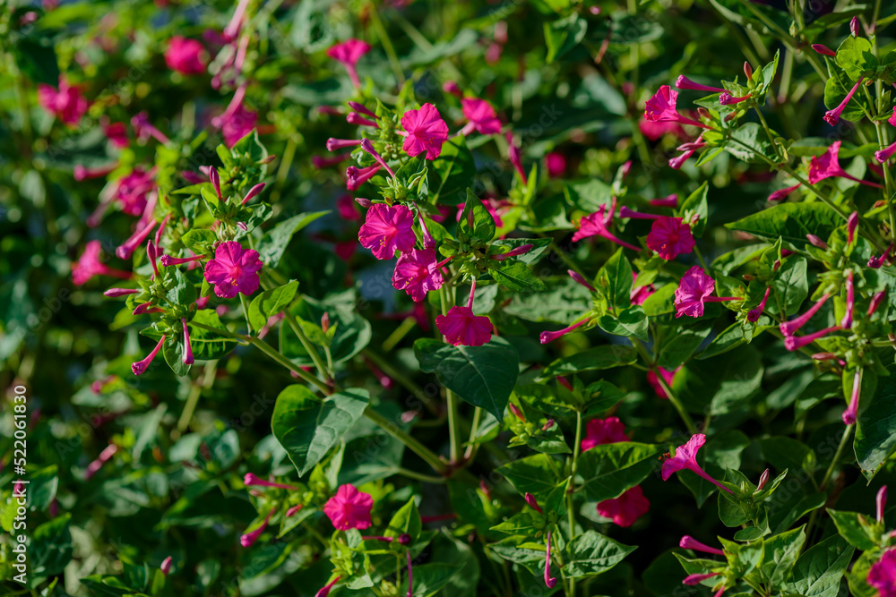 Night Beauty ( Mirabilis jalapa ) is a popular ornamental plant Night Beauty ( Mirabilis jalapa ) is a popular ornamental plant