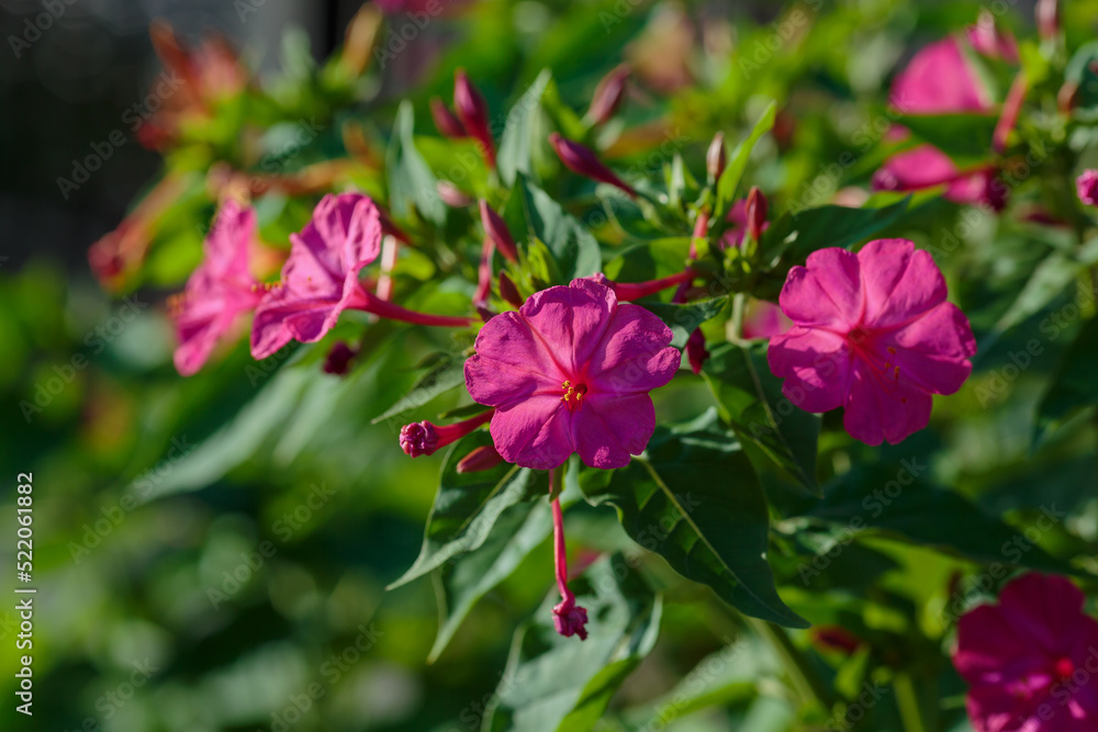 Fototapeta premium Night Beauty ( Mirabilis jalapa ) is a popular ornamental plant