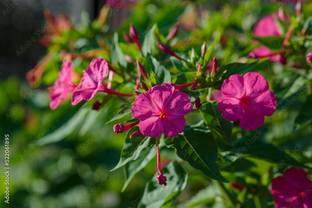 Night Beauty ( Mirabilis jalapa ) is a popular ornamental plant Night Beauty ( Mirabilis jalapa ) is a popular ornamental plant