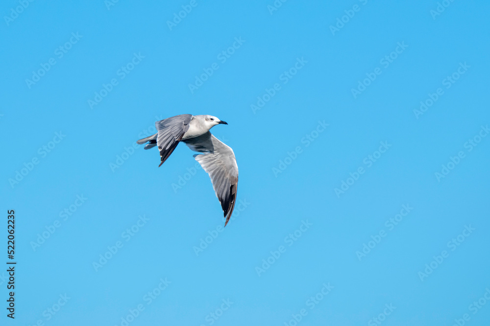 Obraz premium Young Laughing Gull flying in clear blue sky; copy space.