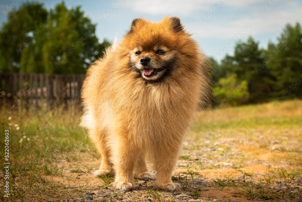 Pomeranian stands on the road in nature in sunny summer weather Pomeranian stands on the road in nature in sunny summer weather