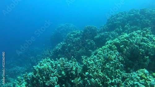 Wallpaper Mural Coral reef and water plants in the Red Sea, Dahab, blue lagoon Sinai Egypt
 Torontodigital.ca