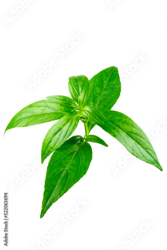 Andrographis paniculata leaf isolated on white background. 