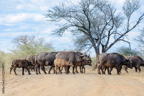 Herd of African or Cape buffaloes walking with young ones in the African bush of South Africa  wildlife in Africa