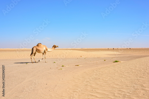Camel walking in the Desert with large copy space in the blue sky, United Arab Emirates, UAE, Middle East, Arabian Peninsula