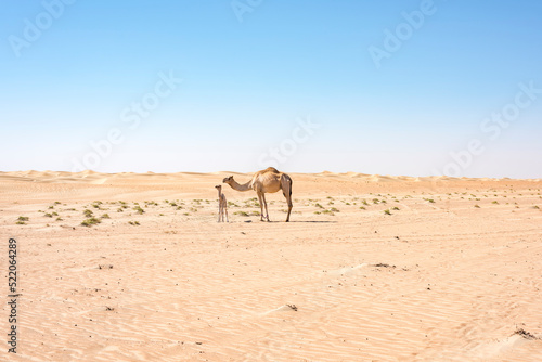 Graceful mother and baby camels trek through the expansive desert, Middle East wildlife and bioversity