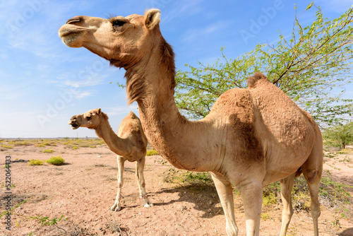 Camels grazing peacefully in the lush Acacia forest of the Sultanate of Oman. Serenity and natural beauty captured in this tranquil scene.