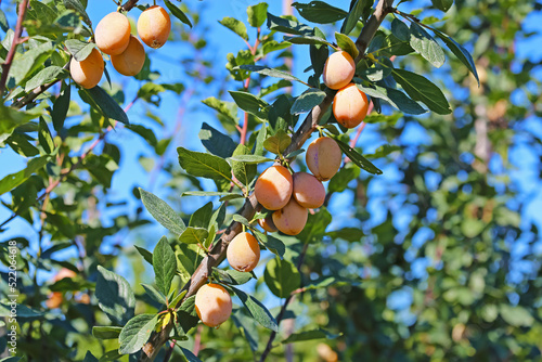 Closeup of isolated yellow ripe mirabelle plums (prunus domestica syriaca) hanging in tree branch - Germany, August photo