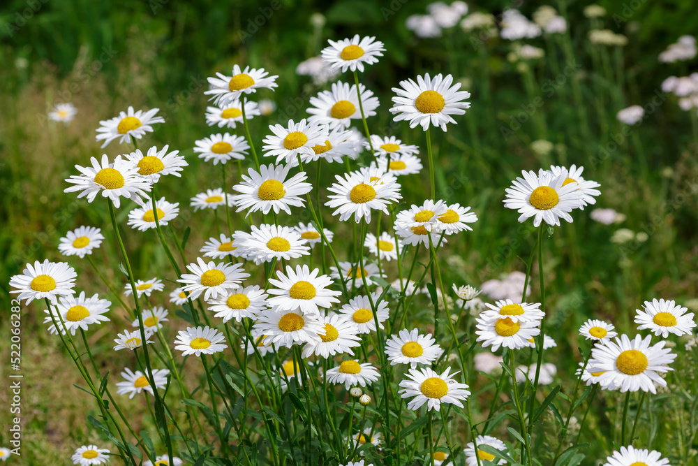 Fototapeta premium White daisies background. Floral rustic summer backrground