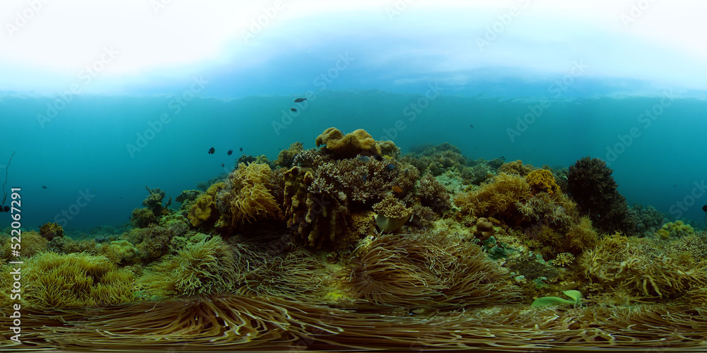 Beautiful underwater landscape with tropical fish and corals. Hard and soft corals, underwater landscape. Travel vacation concept. Philippines. 360 panorama VR
