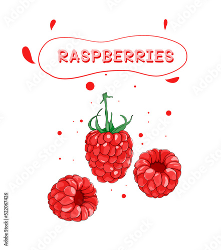 Raspberry hand drawn. Red Raspberry 