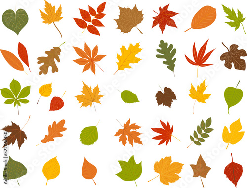 collection leaves autumn set in flat style, isolated, vector