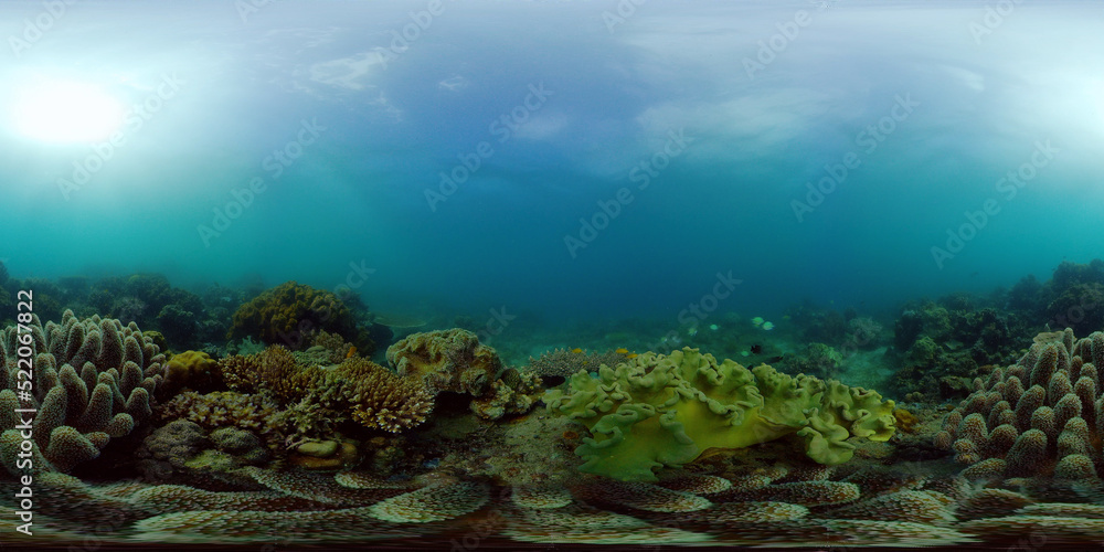 Underwater fish garden reef. Reef coral scene. Seascape under water. Philippines. Virtual Reality 360.