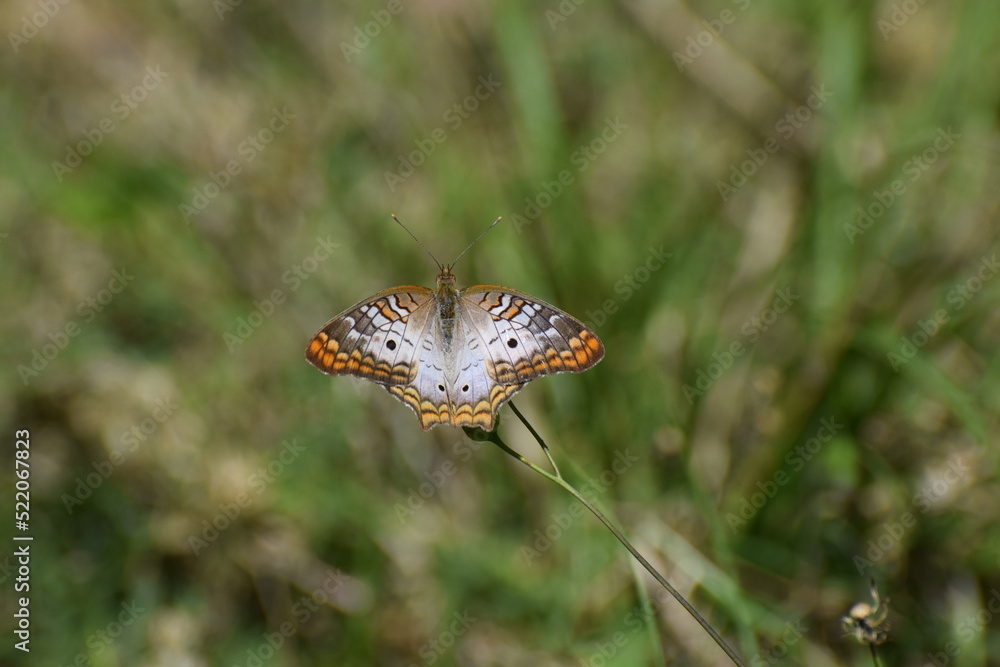 White Peacock Butterfly