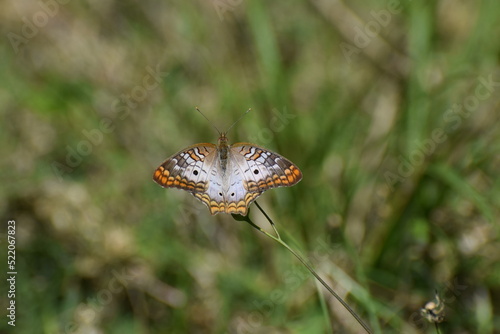 Obraz na płótnie White Peacock Butterfly w salonie