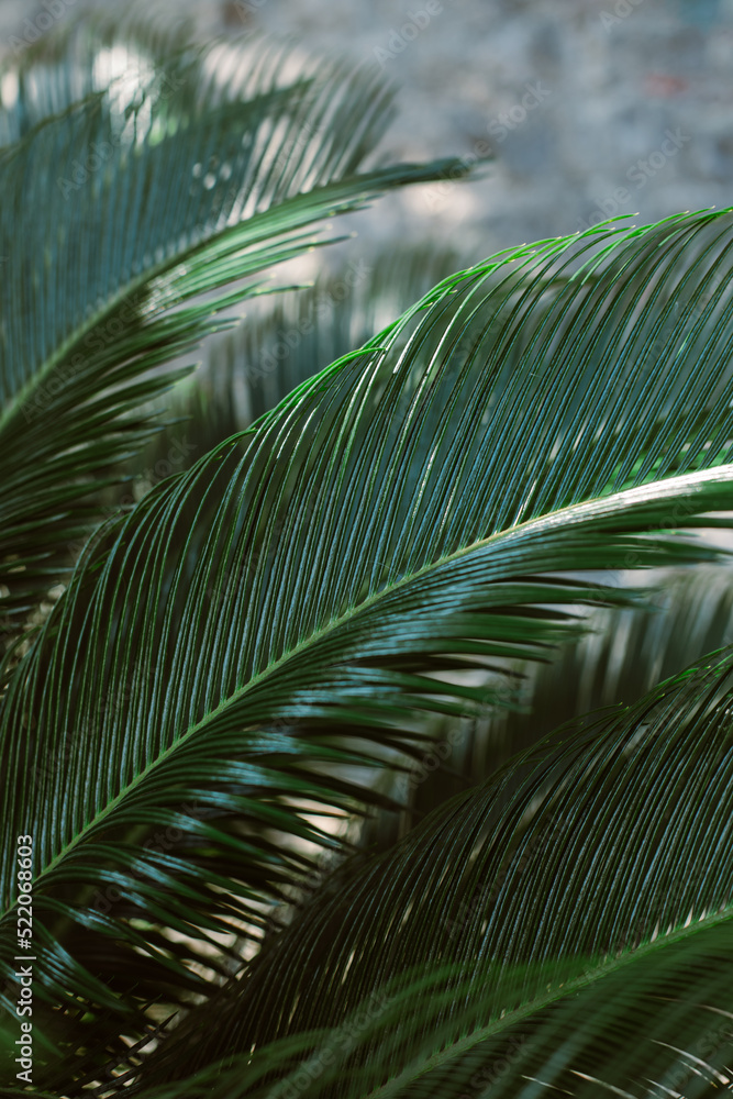 Fototapeta premium Blurred palm leaves in a sunlight. Summer background.