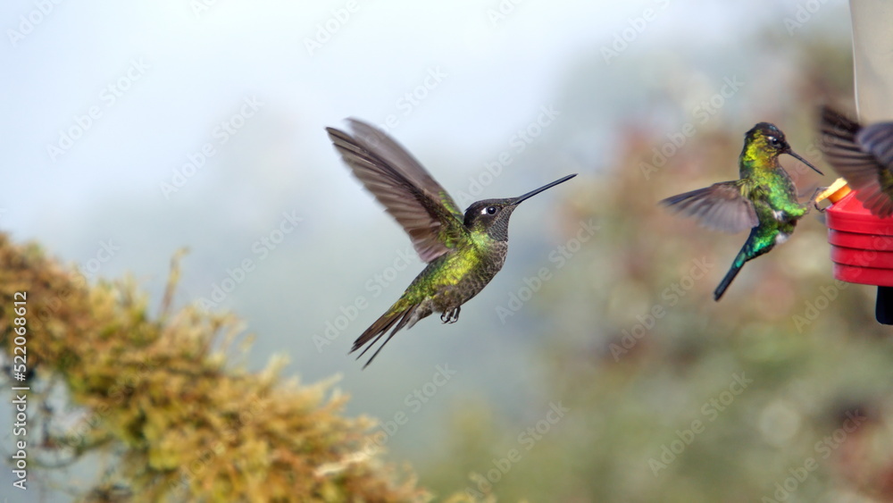 Fototapeta premium Male talamanca hummingbird (Eugenes spectabilis) in flight at the high altitude Paraiso Quetzal Lodge outside of San Jose, Costa Rica