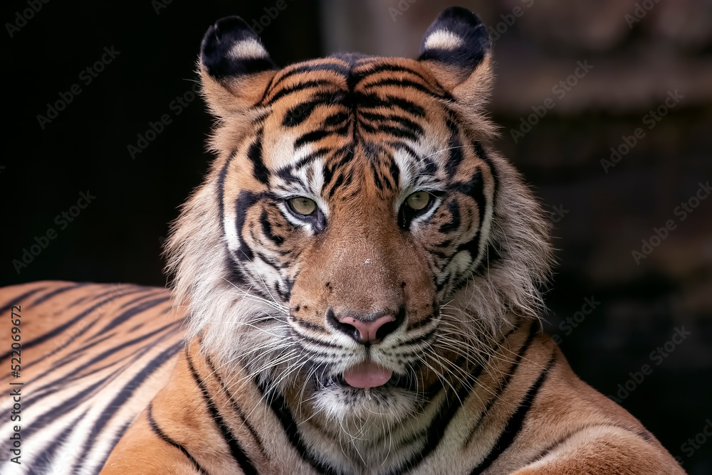 Fototapeta premium Close up head of a Sumatran tiger